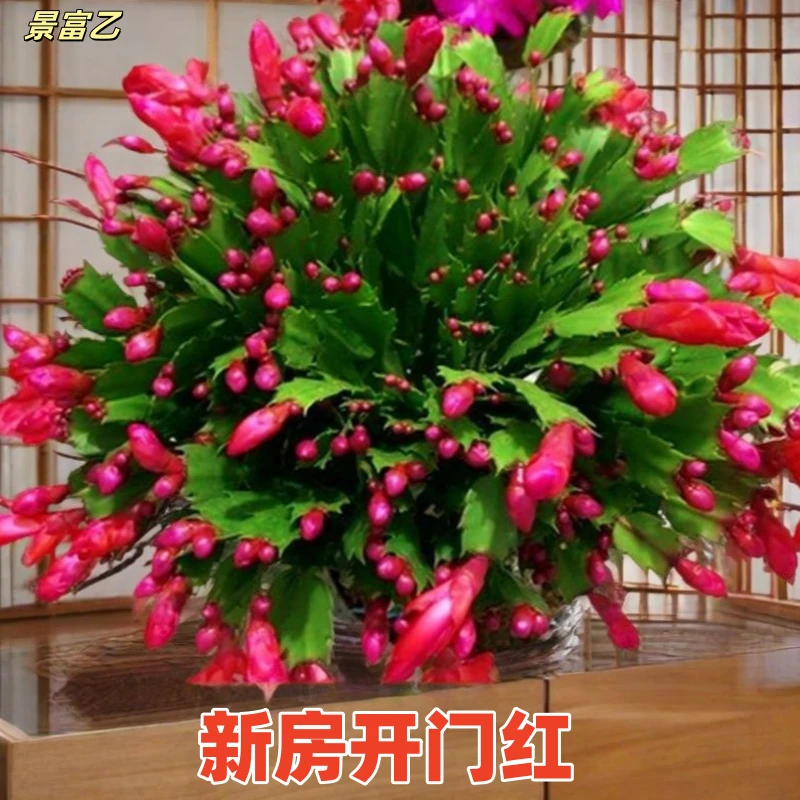 精品蟹爪兰带根发货大苗花卉多肉绿植四季开花好养苞室内盆栽耐寒