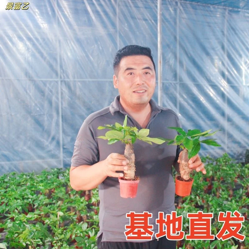 发财树盆栽室内客厅桌面绿植小盆景大发财树苗招财树吸甲醛植物