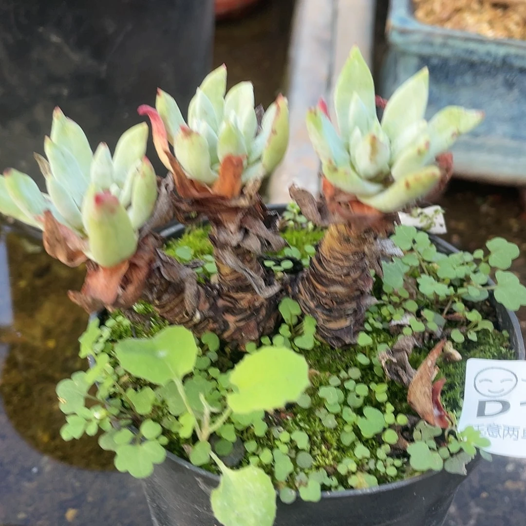 哈哈哈哈初霜苹果叶1431