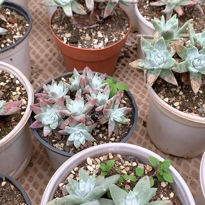 白菊杂两颗啊啊啊啊啊啊