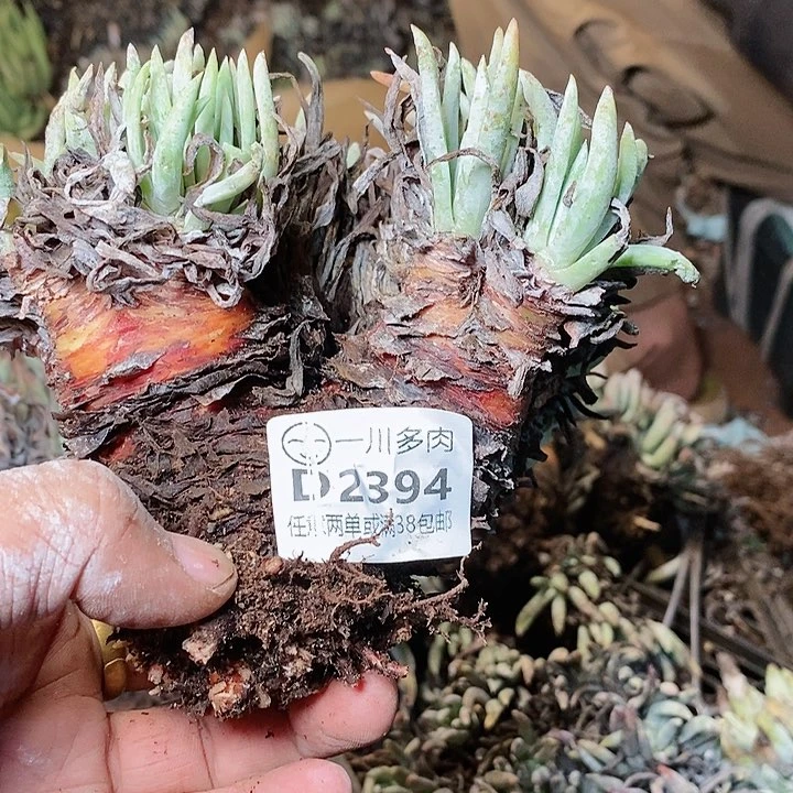 【闪购商品】2394雪花啊啊啊啊啊苹果叶