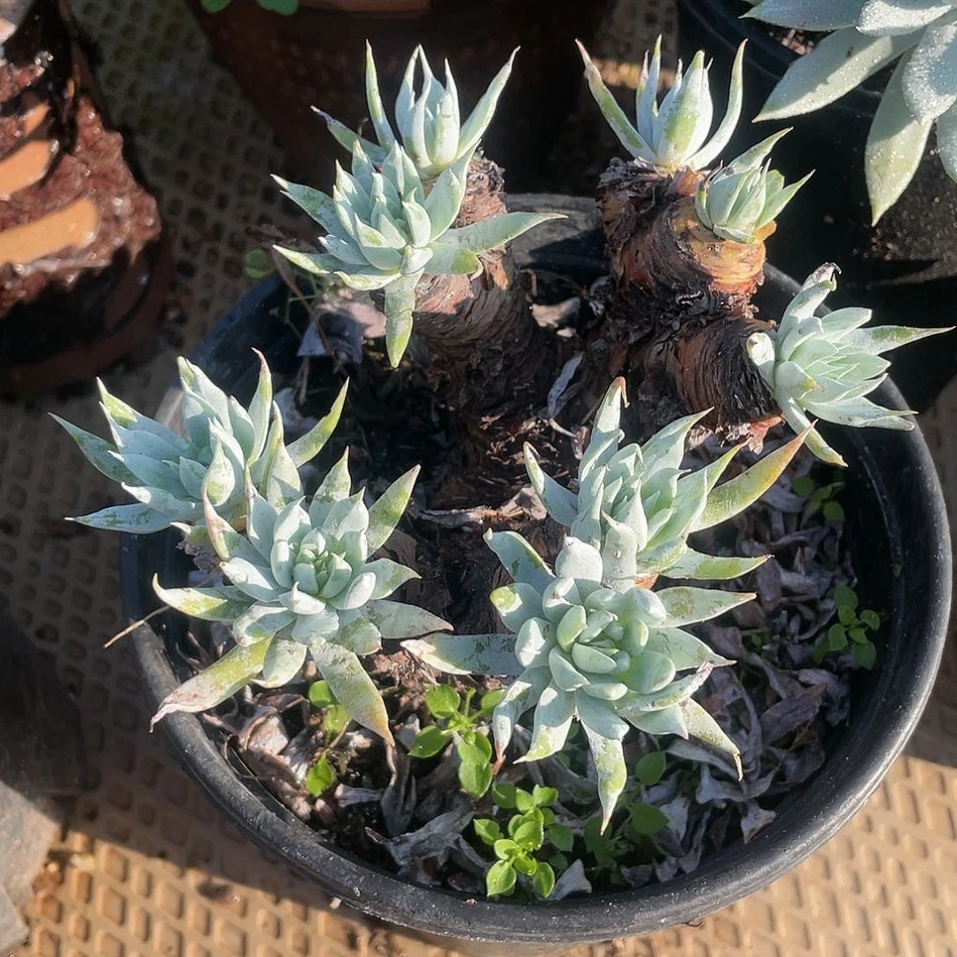 哈哈哈哈雪奴1391