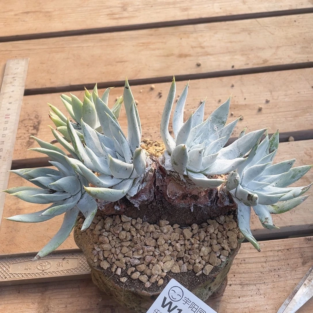 哈哈哈哈阿金呢1383