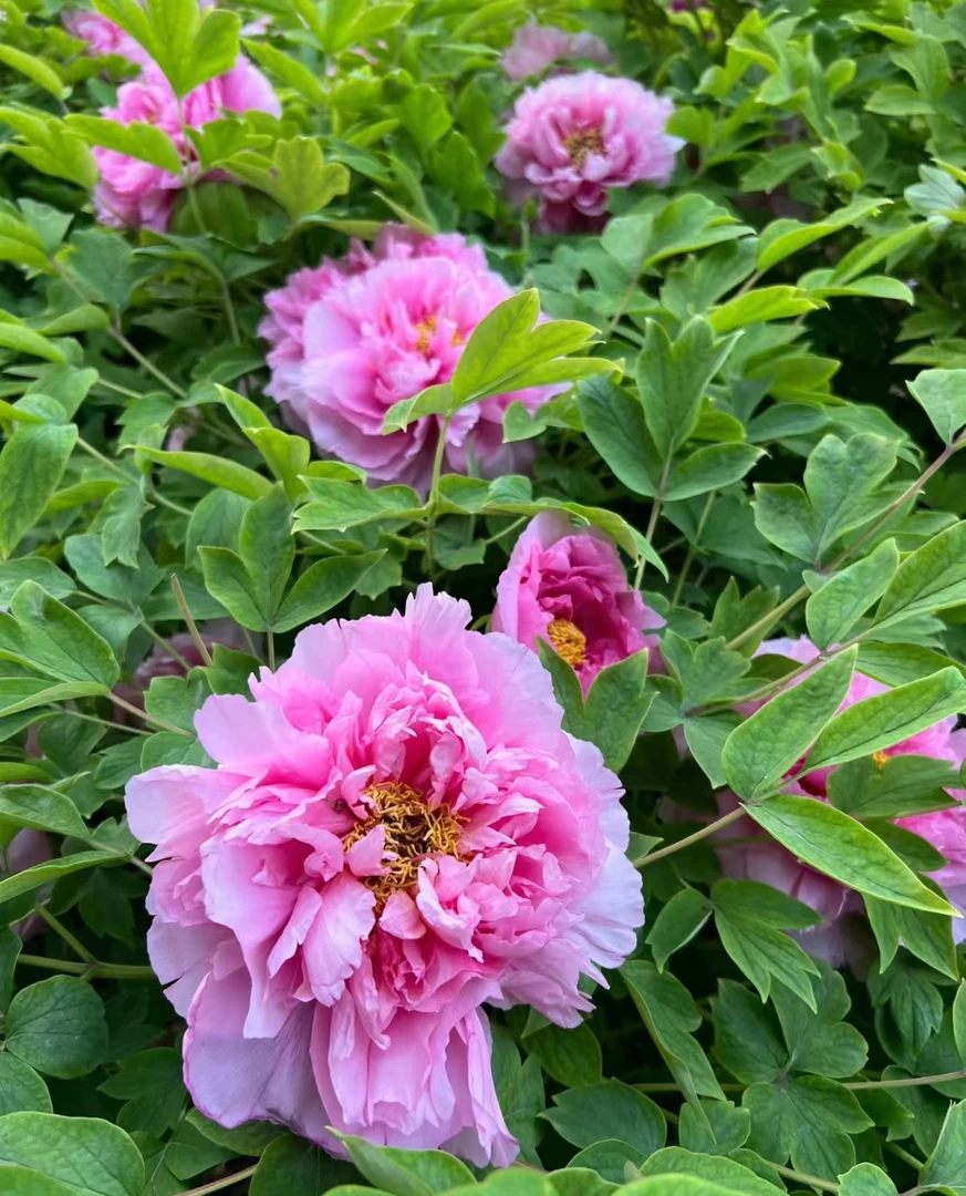 【现货】 【玉芙蓉】 粉色正宗菏泽牡丹