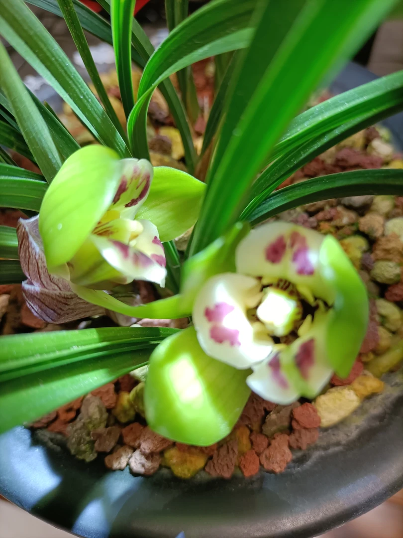 兰花，浙江春兰惠兰