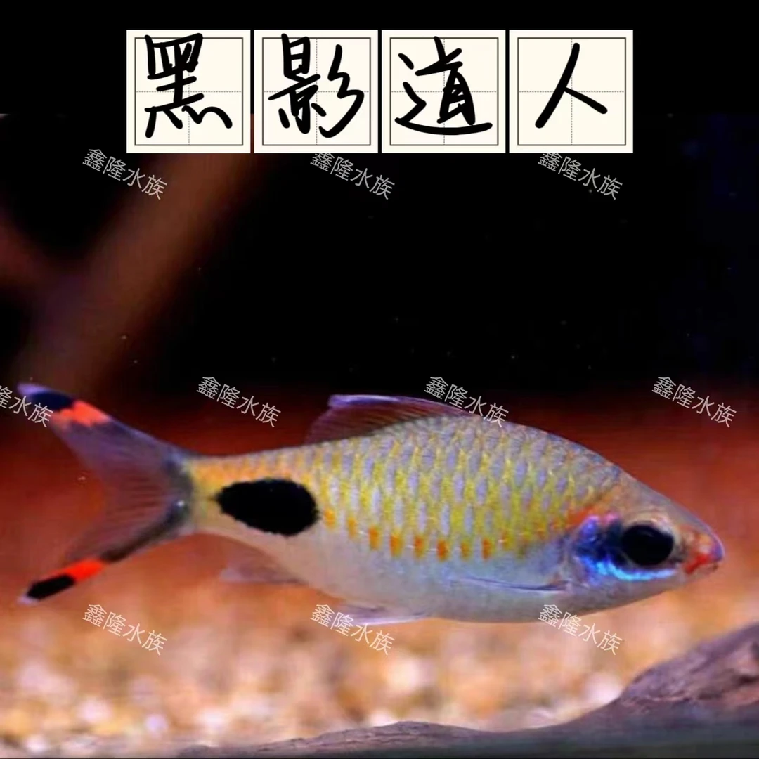 红唇红线黑影蓝线黑影道人灯科鱼小鱼观赏鱼精品养殖天津发货