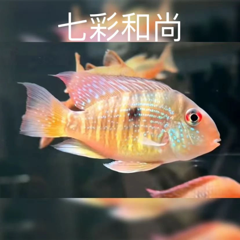 七彩和尚  小鱼观赏鱼活体南美草缸养殖饲养天津发货鲷科鱼好养