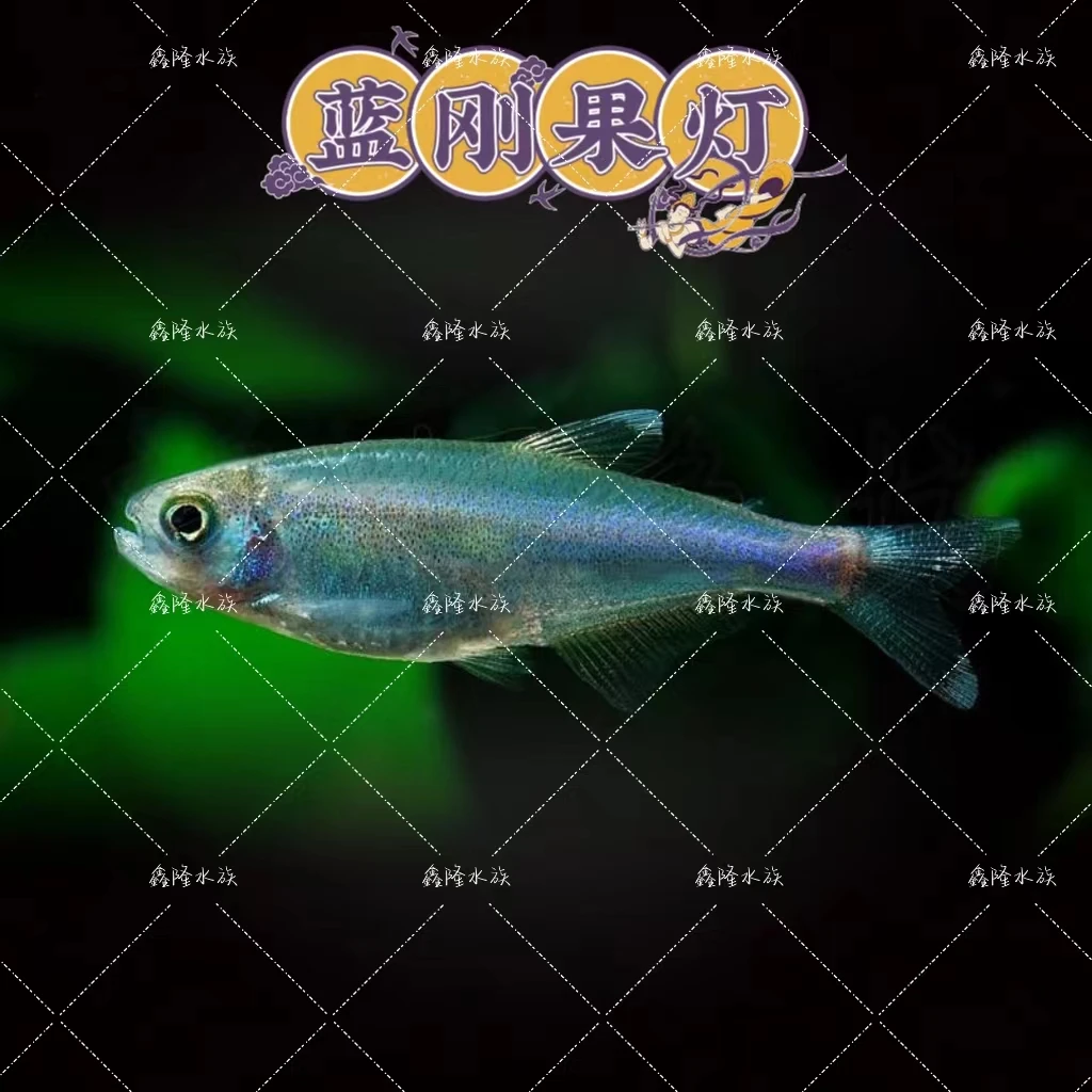 蓝刚果灯 小鱼观赏鱼灯科鱼天津发货活体好养新手草缸南美饲养