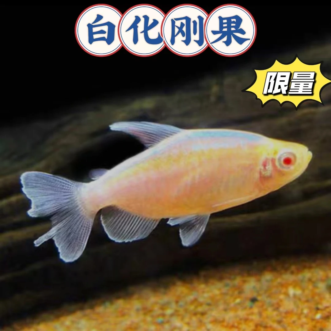 白子刚果鱼  小型热带观赏鱼灯科鱼小鱼观赏鱼精品天津发货