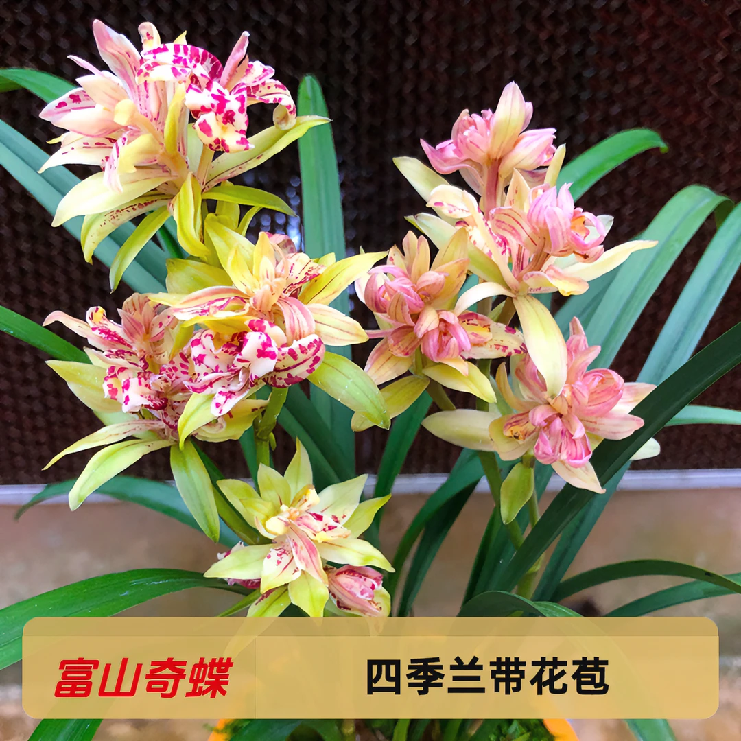 香水富山奇蝶老种建兰四季兰铭品兰花好养易活绿植花卉盆栽