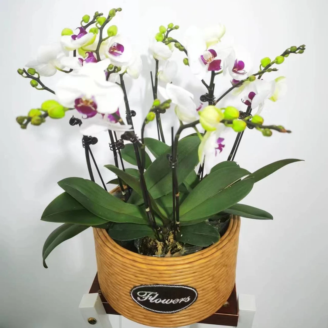 雪域-蝴蝶兰带花绿植花卉耐看中型白色花客厅室内花期长好养活