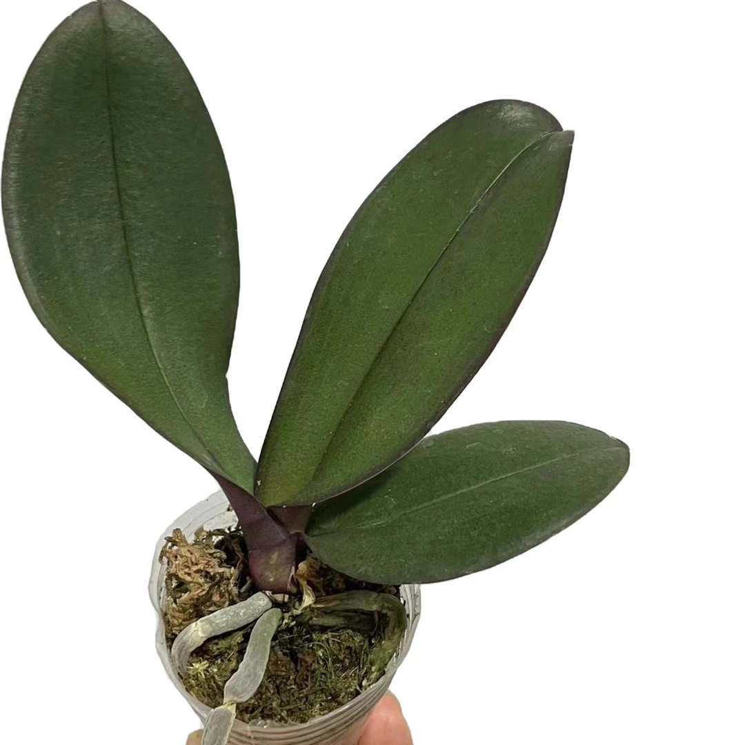 蝴蝶兰花后苗不售后