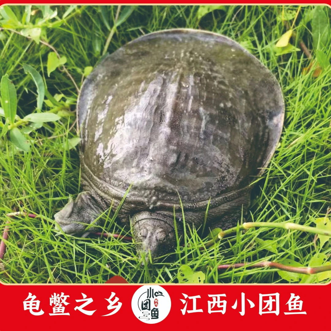 鲜活生态甲鱼 【3只共6-6.5】 单只1.5-2.5斤公母随机 ,颜色不指定