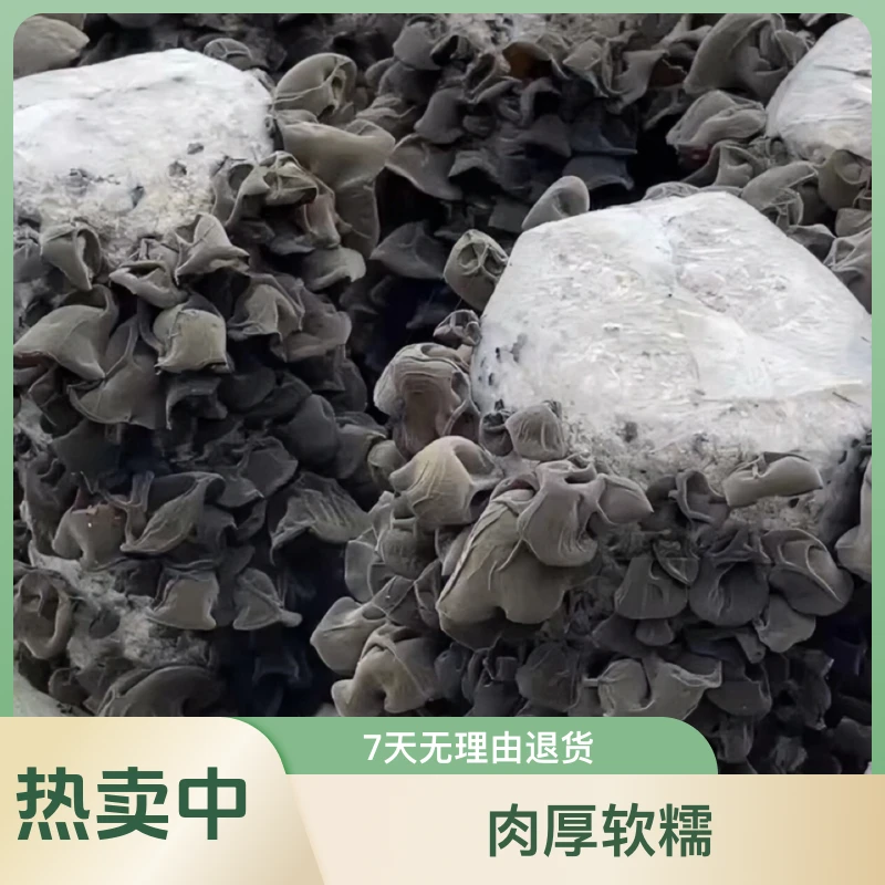 东北头茬秋木耳原产地发货产品有保障软糯散装称重净重250g/500g