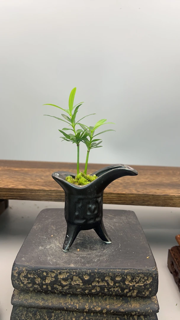 罗汉松酒杯盆好养易活茶台小微盆景