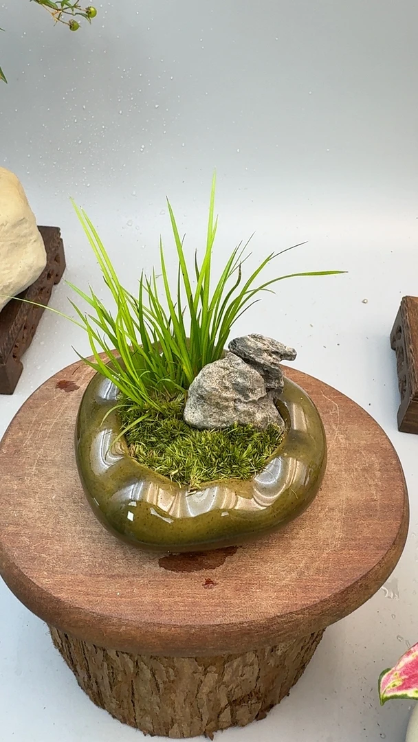 菖蒲高端桌面小微盆景中式绿植花卉书桌办公桌懒人盆栽