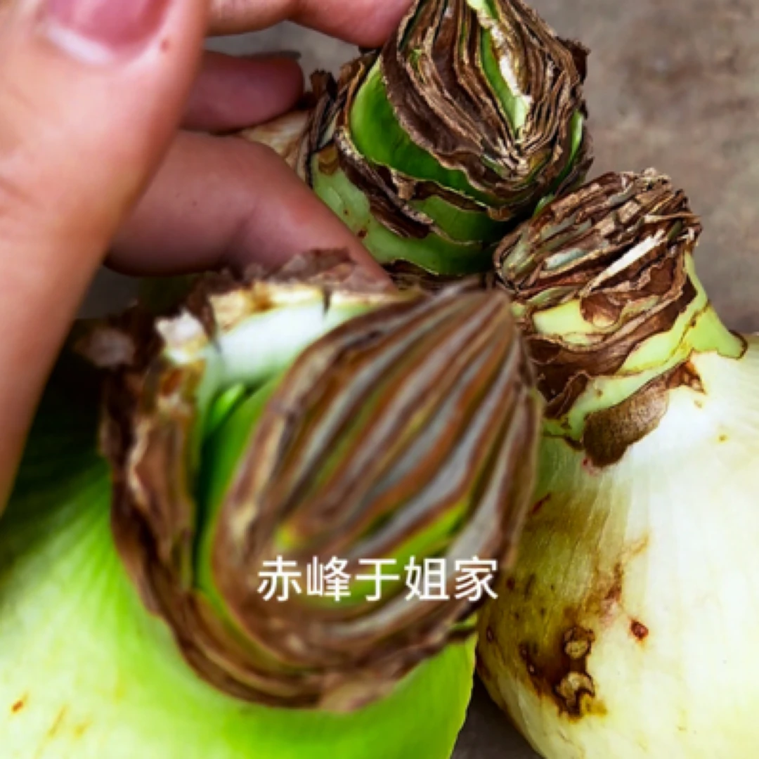 朱顶红花 福利秒杀 三颗 花苞在鳞片里 分不出品种 不分单双