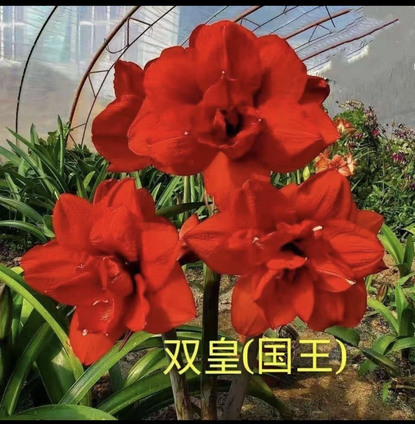 朱顶红  双皇 国王  双王 重瓣  种球一颗