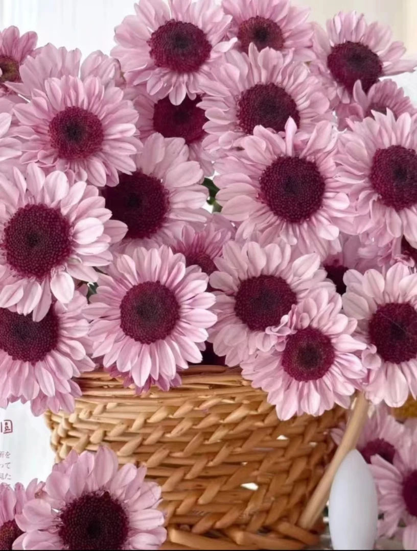 【草莓熊小菊盆栽】160口径花盆原盆原土带花苞发货