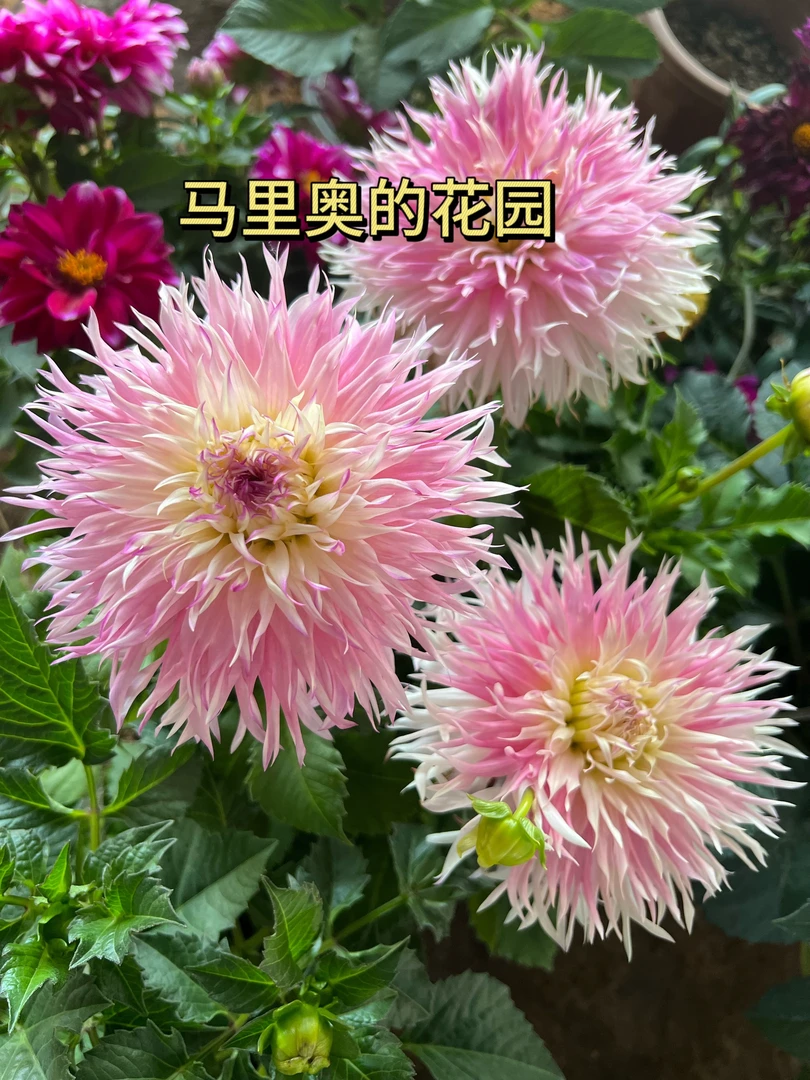 【松林公主】大丽花(盆栽)原盆原土发货