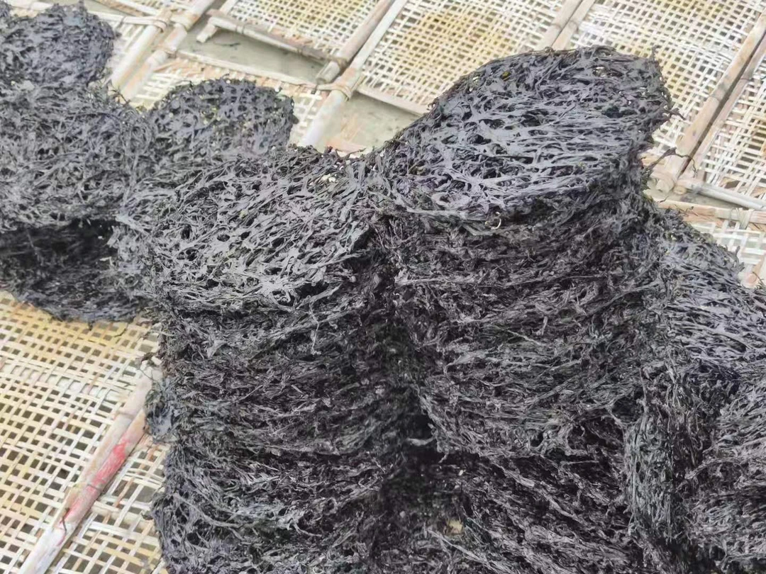 饶平头水紫菜鲜甜脆绿爽口