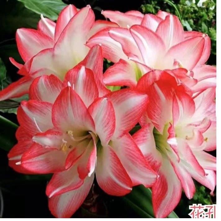 朱顶红种球四季开花室内阳台种植优质种球