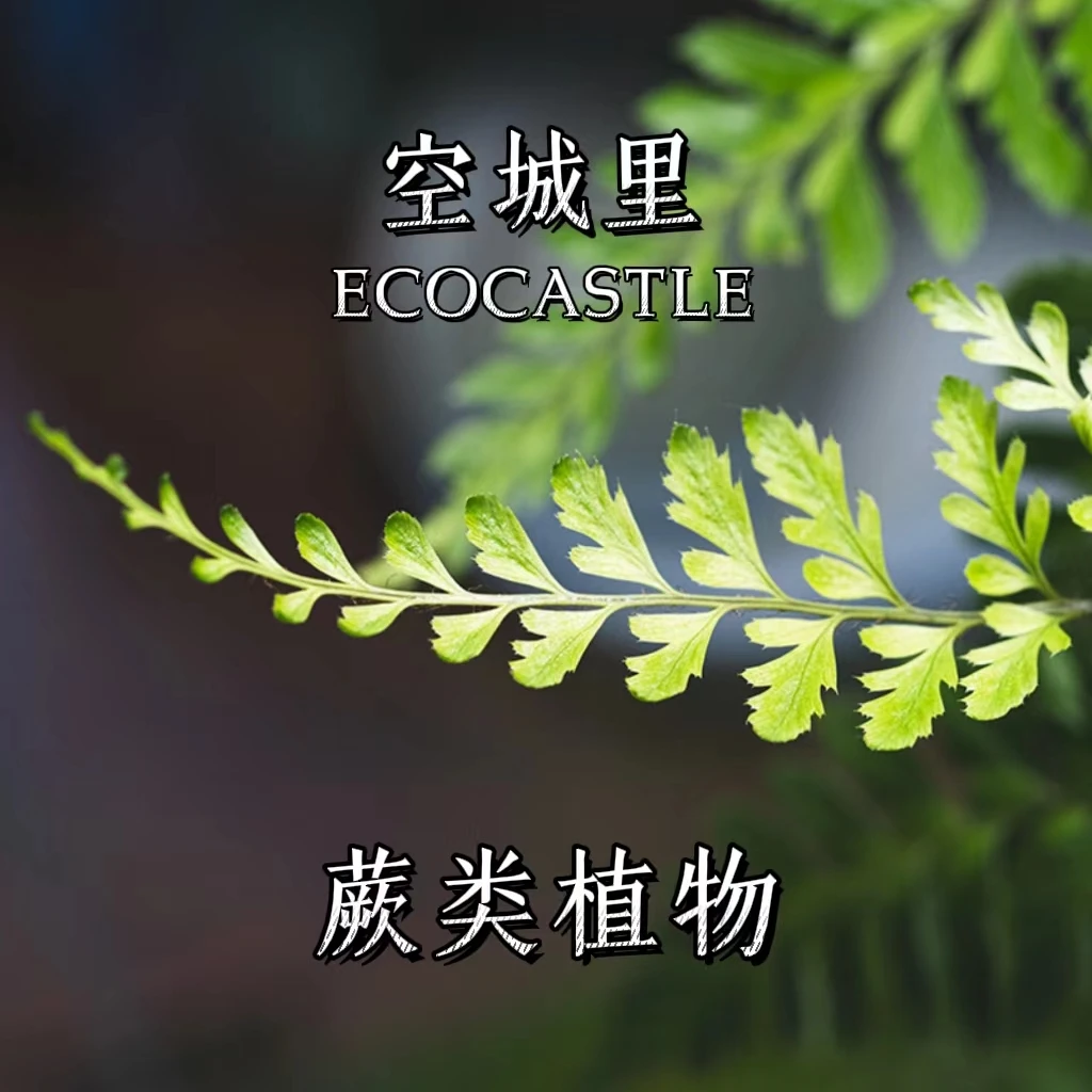 「空城里」微景观植物蕨类铁线蕨苗马耳蕨阿波银线蕨鸟巢蕨心愿蕨