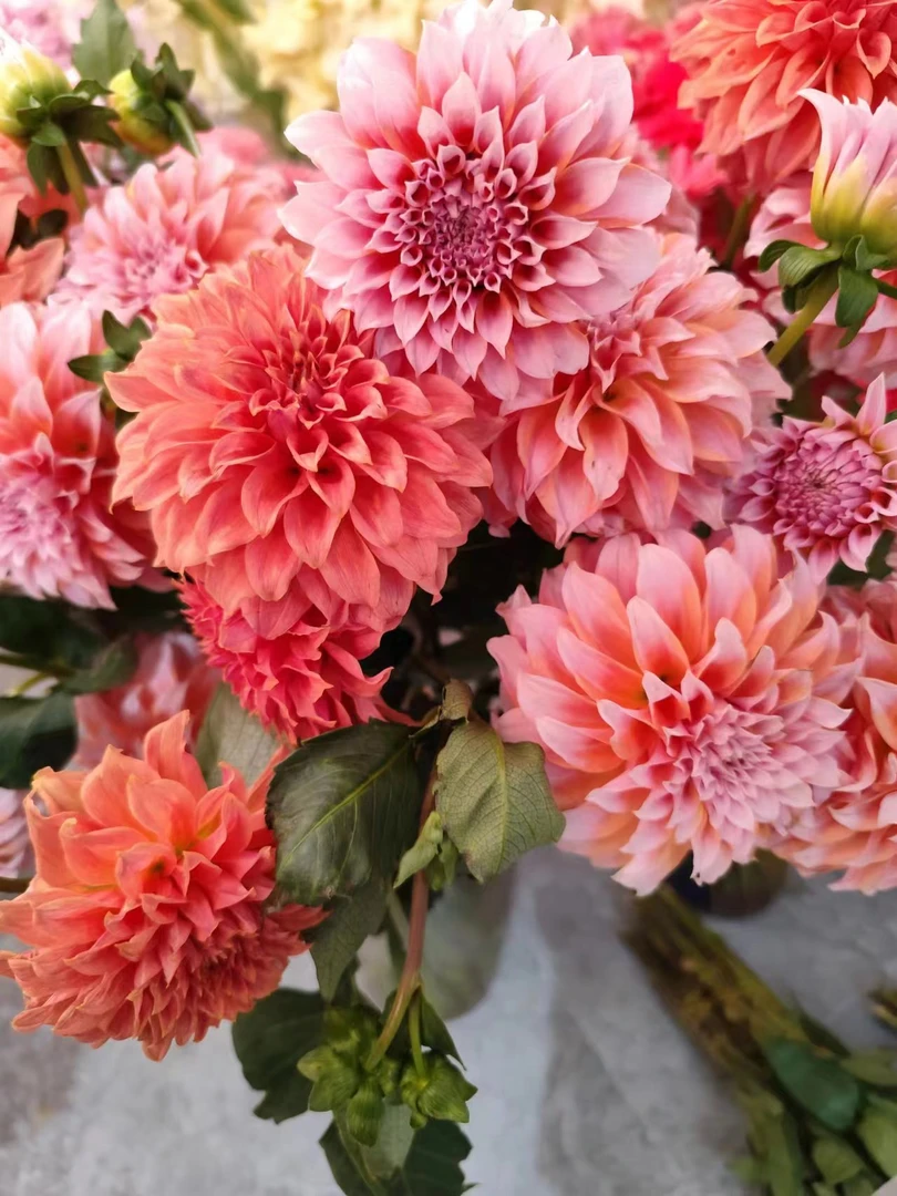 奶油桃子大丽花1束--收到花花深水醒花（实物以直播间展示为准）