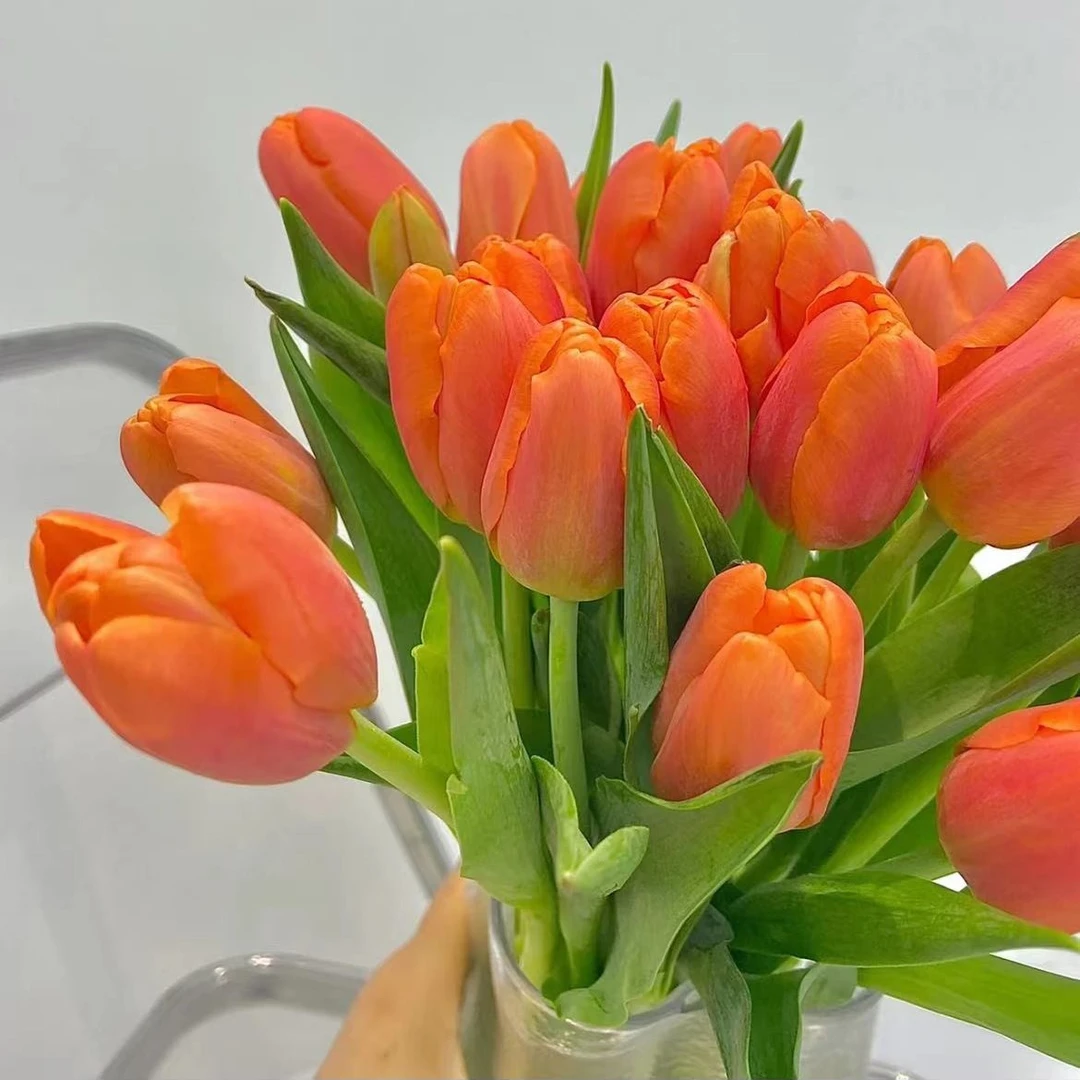【橙红色郁金香鲜花】收到花先醒花，实物以直播间展示为准