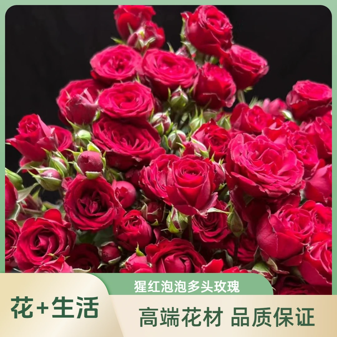 （定制精选）猩红泡泡--多头玫瑰（实物以直播间为准）收到带包装醒花