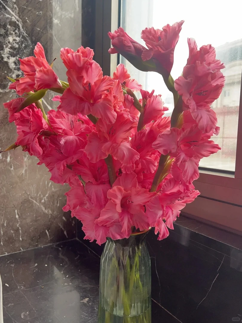 剑兰-弗洛伊德剑兰--10支