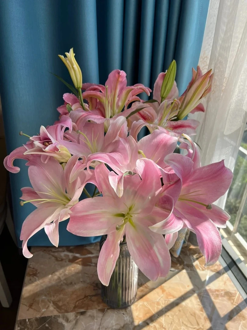 多头星光单瓣香水百合---以直播间实物为准