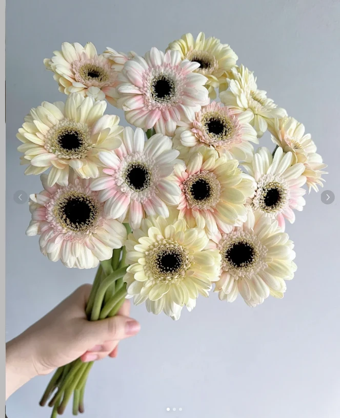 纯洁非洲菊20支--（实物以直播间展示为准）