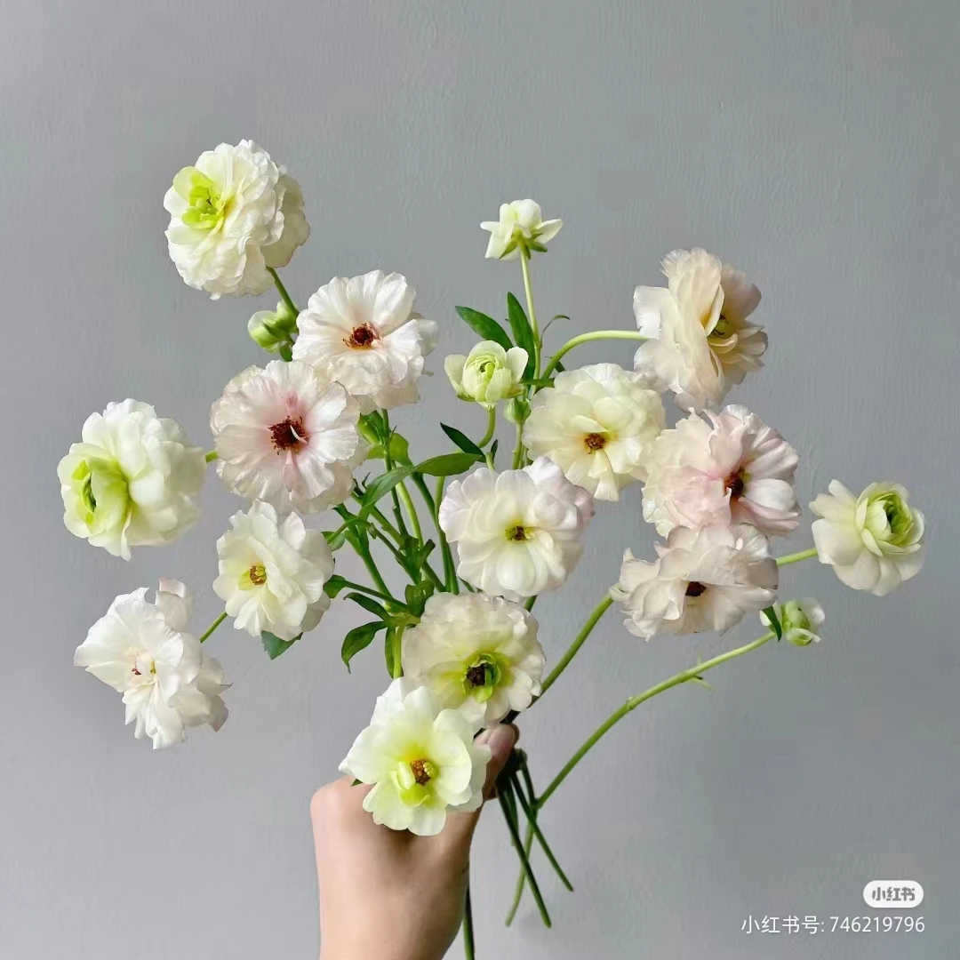 （定制精选）香槟粉蝴蝶洋牡丹1束--收到花先醒花