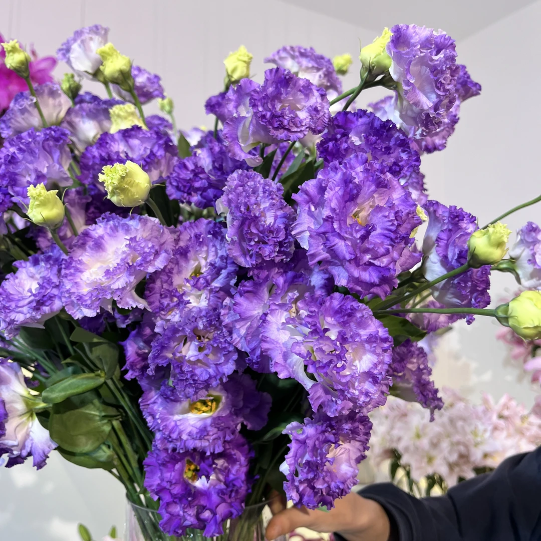 青霓洋桔梗1束--收到花花第一时间醒花哦