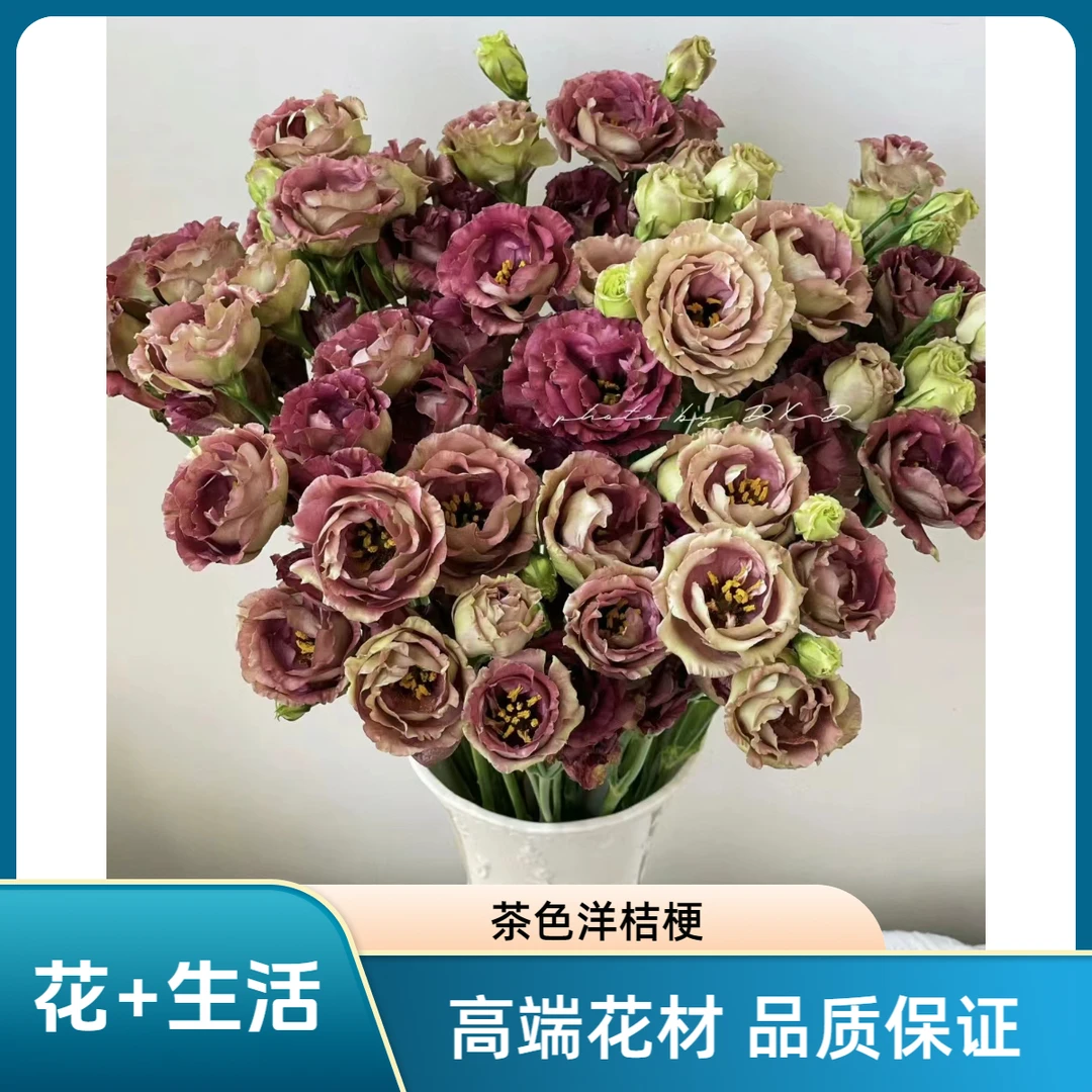 咖啡色洋桔梗--实物以直播间展示为准（有问题联系客服）