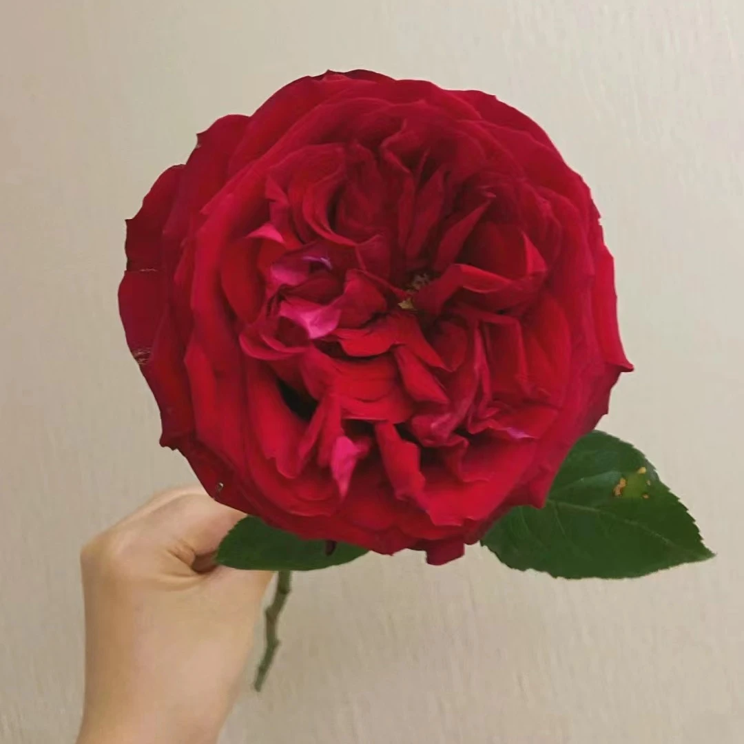荣耀--单头玫瑰--第一时间醒花（实物以直播间展示为准）