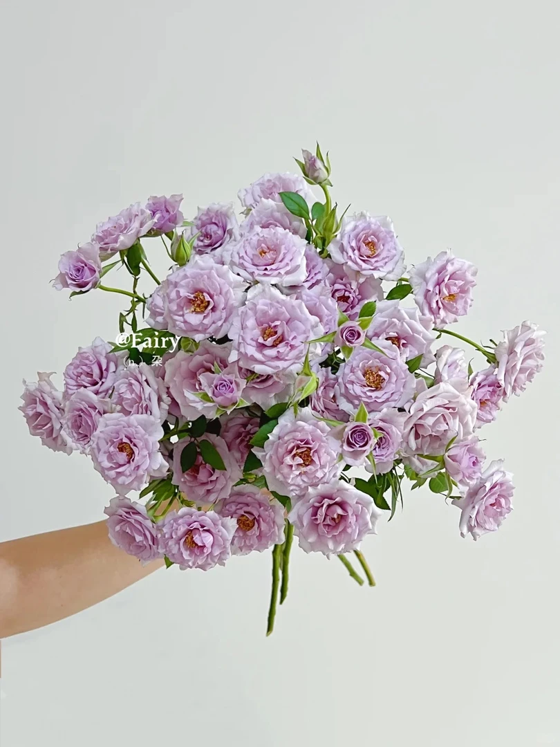 紫雾公主多头玫瑰--收到花第一时间醒花哟