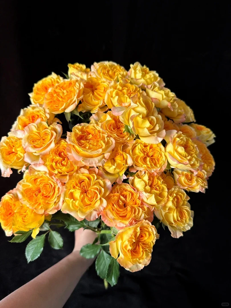 六翼天使--稀有多头玫瑰-收到花先醒花（实物以直播间展示为准）