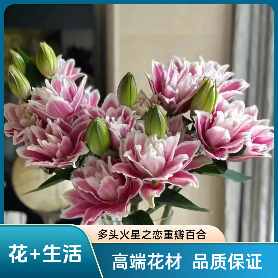 定制精选  多头火星之恋重瓣百合--