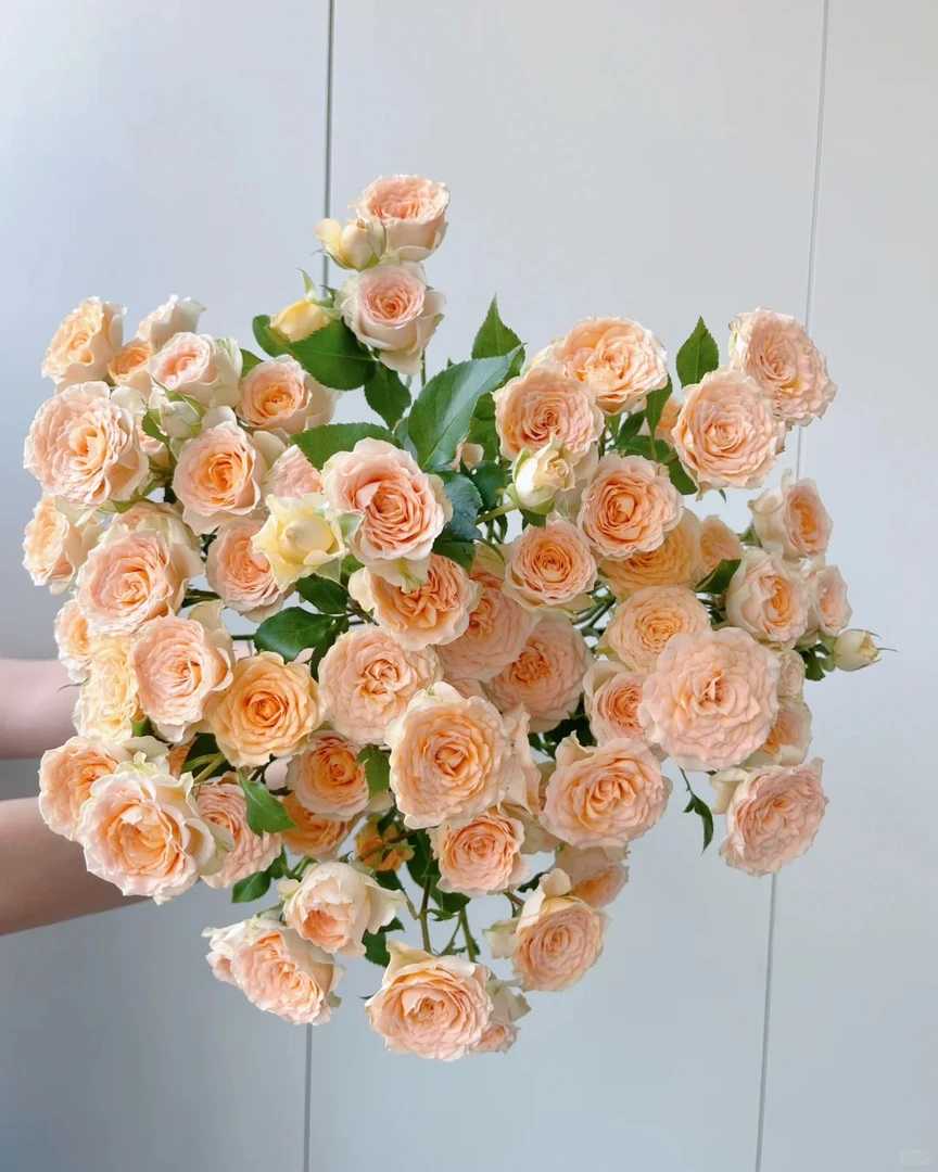 百香果--多头玫瑰--气质冷艳 、自然损耗包赔