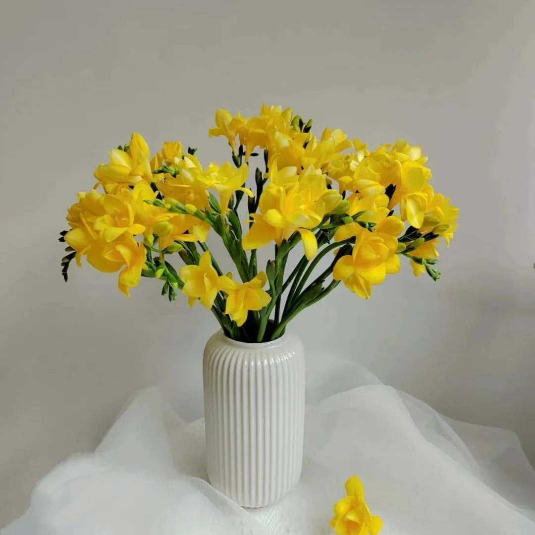 （定制精选）黄色香雪兰鲜花---以直播间实物为准