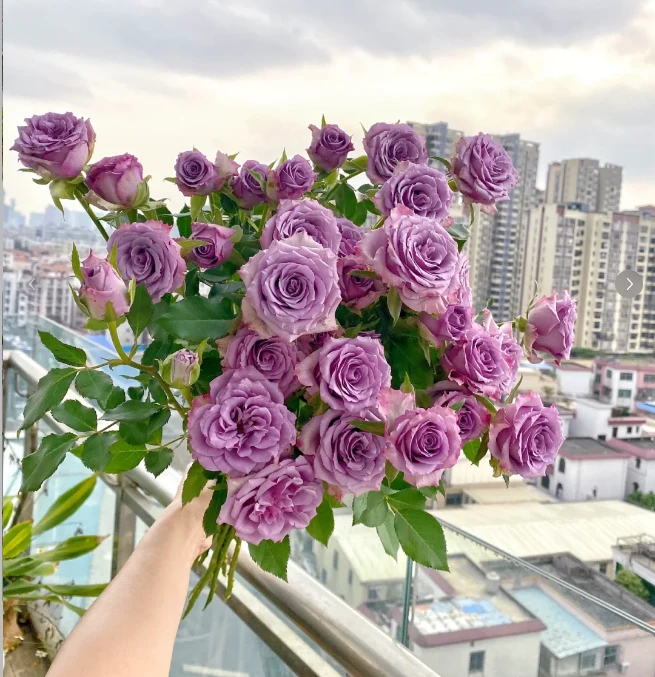 紫霞仙子--多头玫瑰--收到花第一时间醒花哟