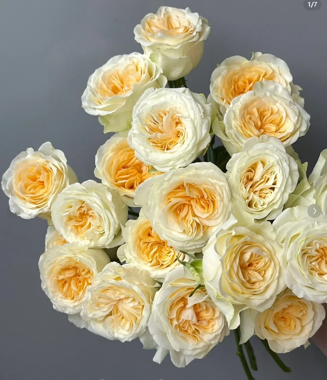 奶油杯--稀有单头玫瑰（以直播间实物为准)