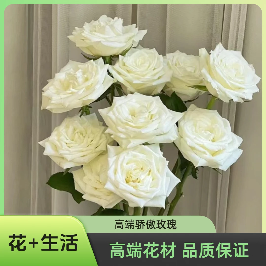定制精选骄傲---单头玫瑰支 (实物以直播间为准)花艺生活摆放