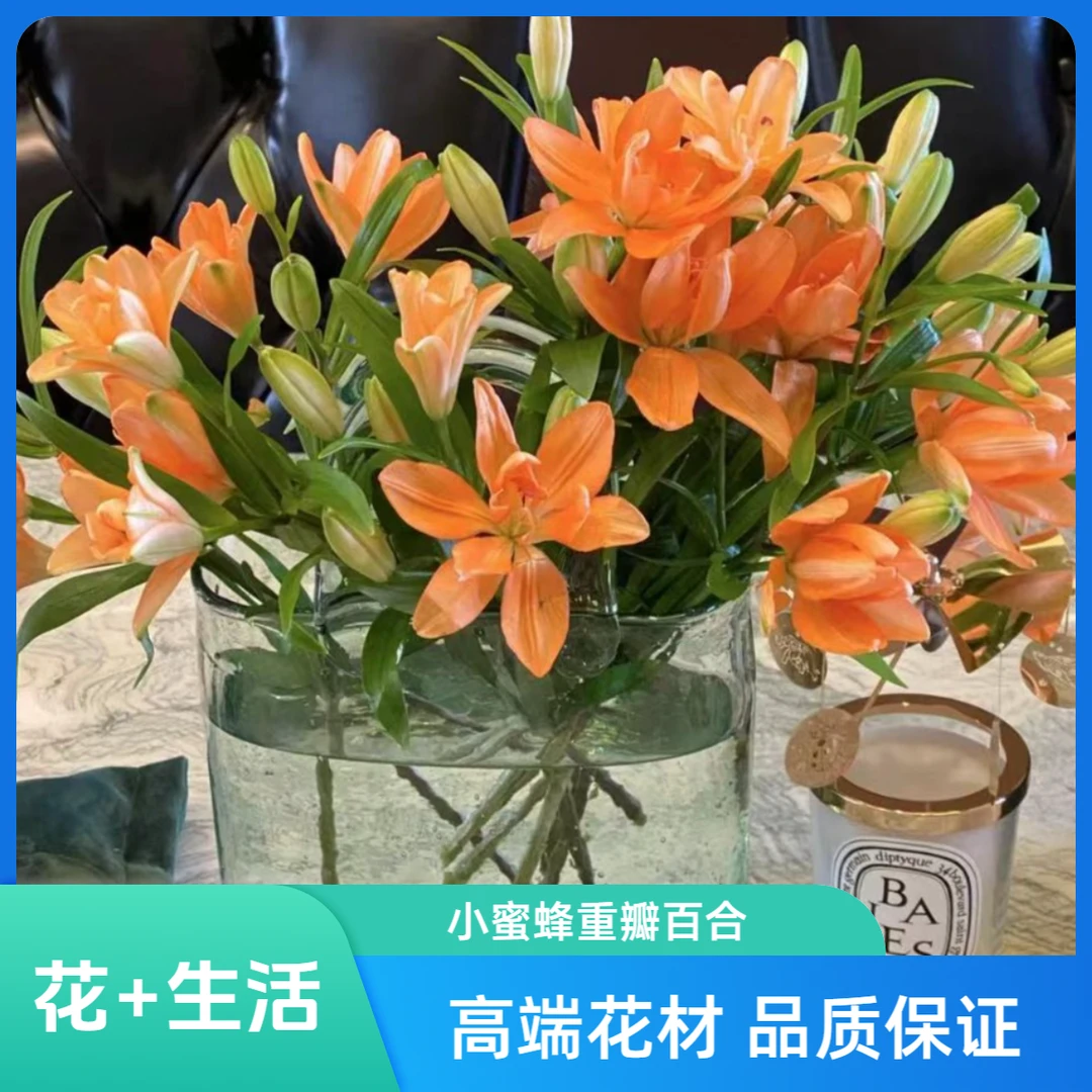 小蜜蜂重瓣百合--买5支加5支（到手10支）实物以直播间展示为准