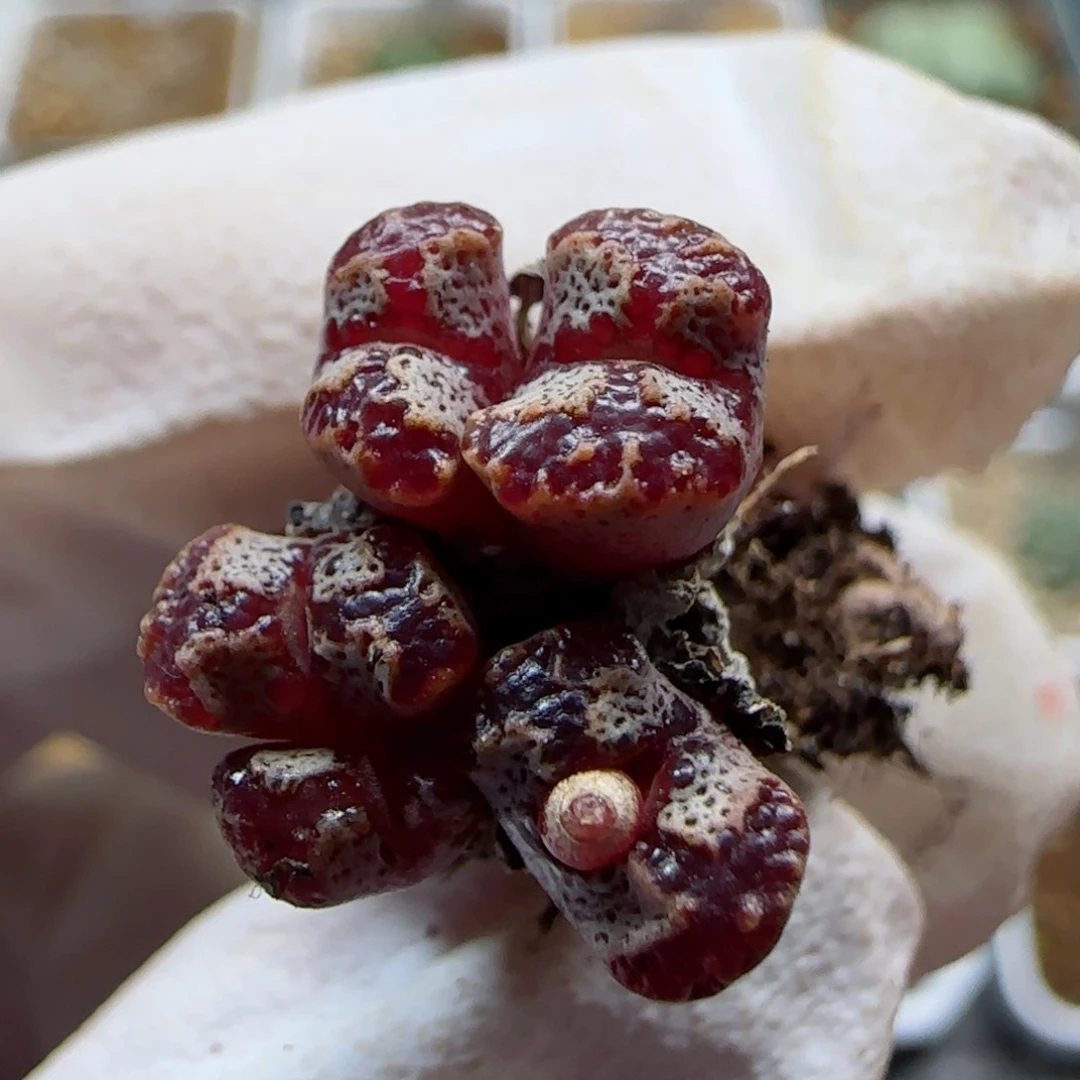 11-2-116满48包邮泡泡勋章多肉1cm左右