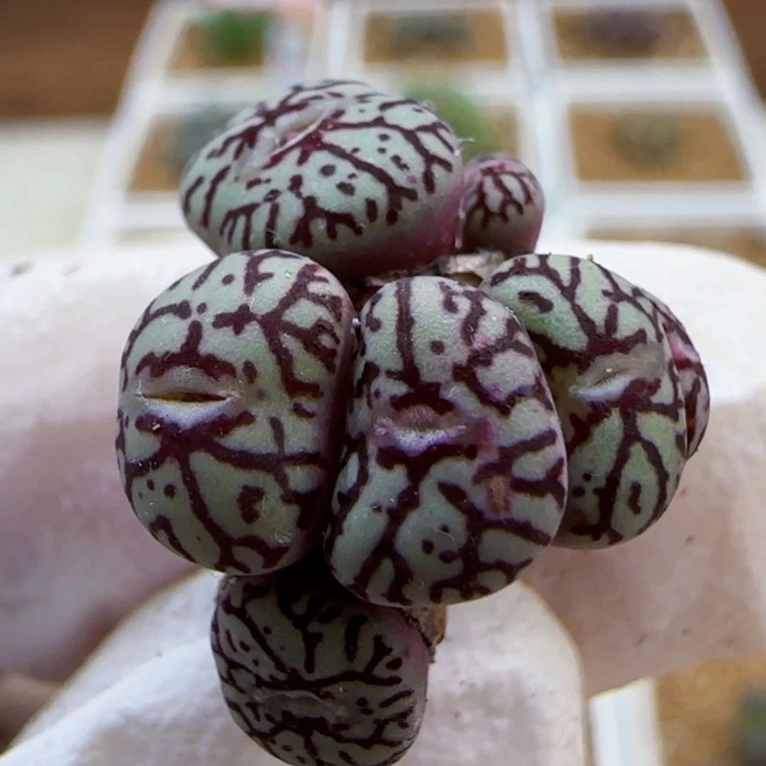 10-29-213满48包邮8头母本超墨多肉