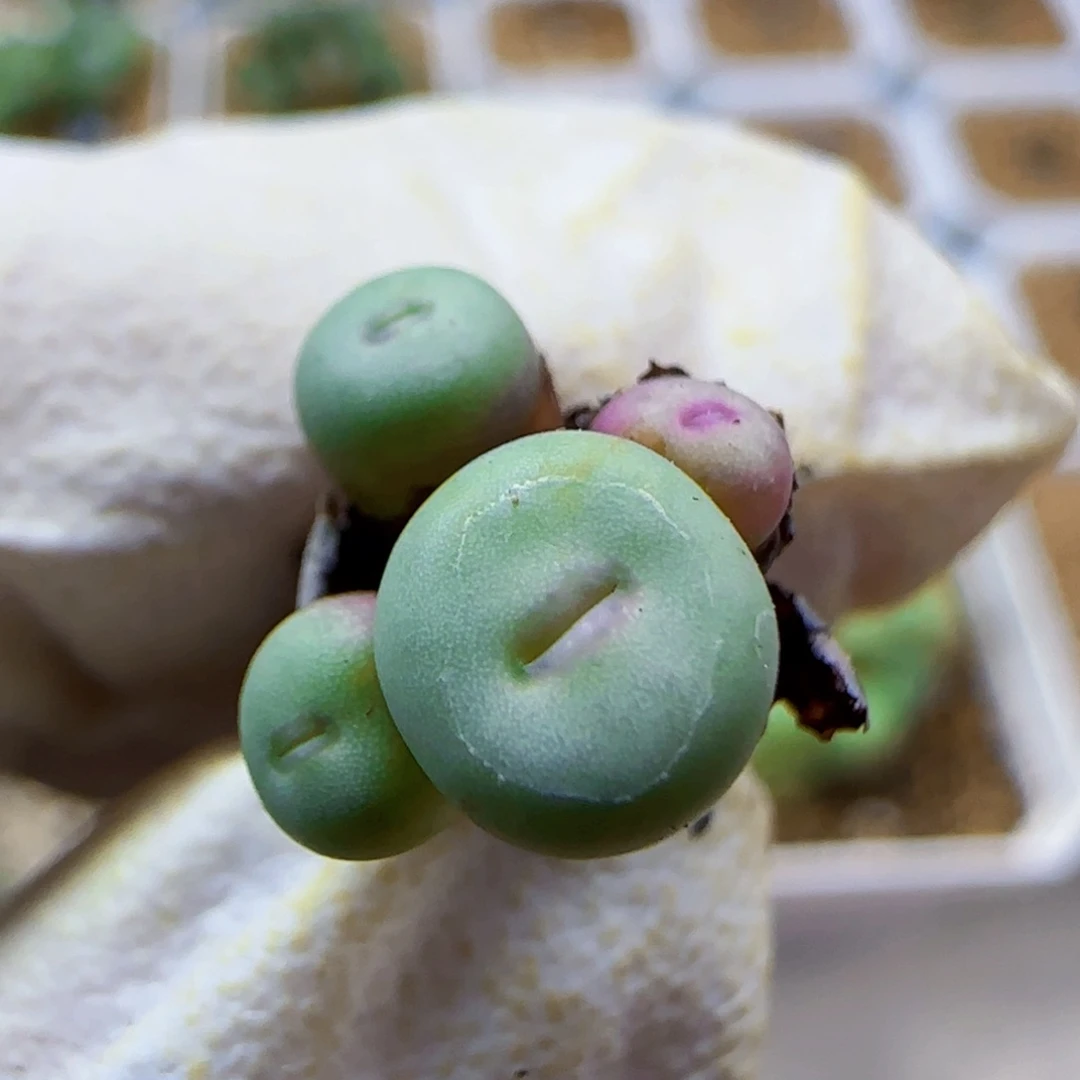 10-27-209满48包邮清货1380b尺寸0.7左右