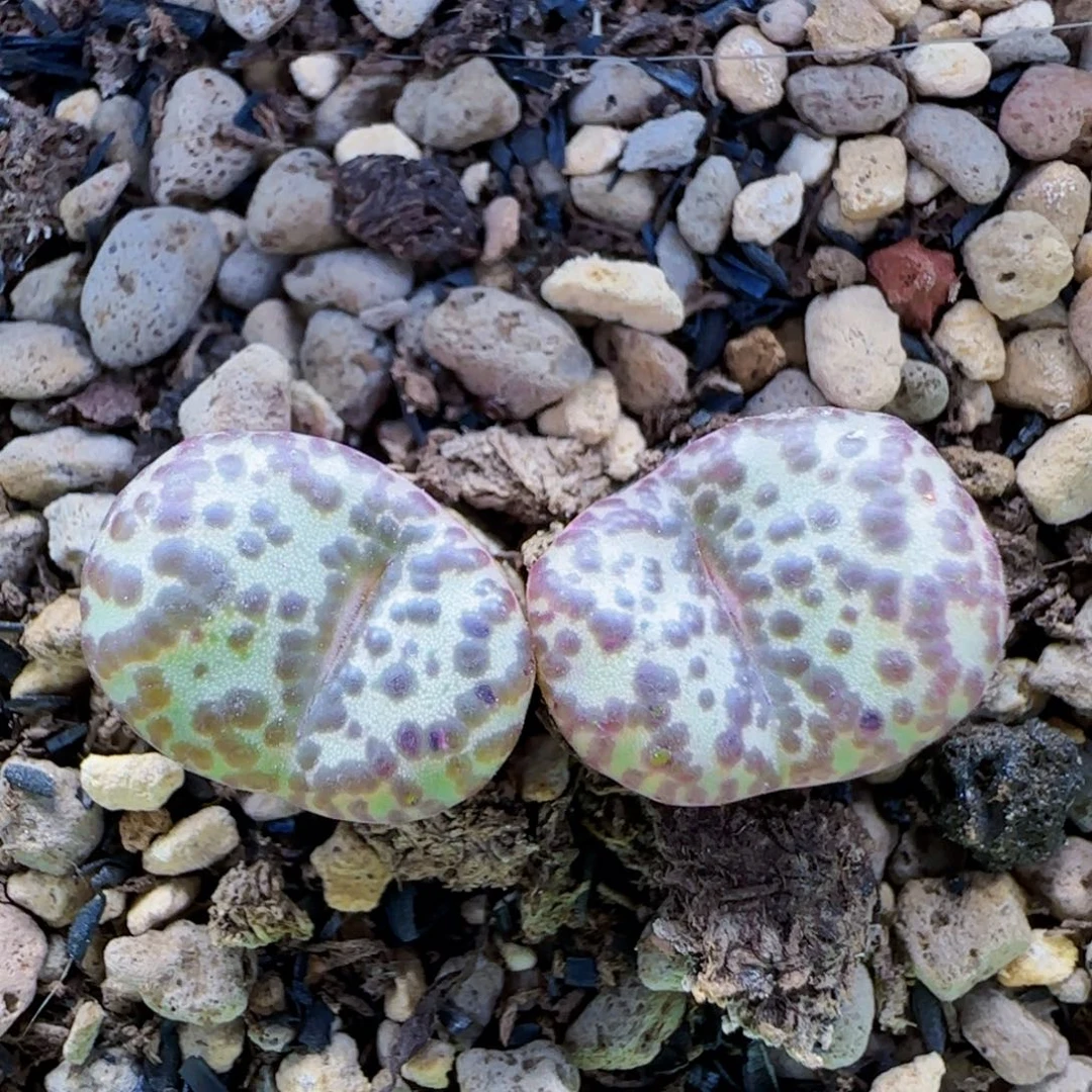 9-26-2-2满48包邮泡泡安贞脱土发货